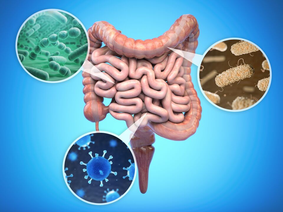 batteri benefici nell’intestino